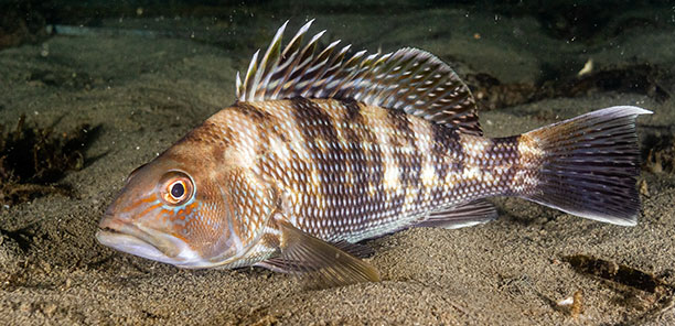 Black sea bass resting on the seabed