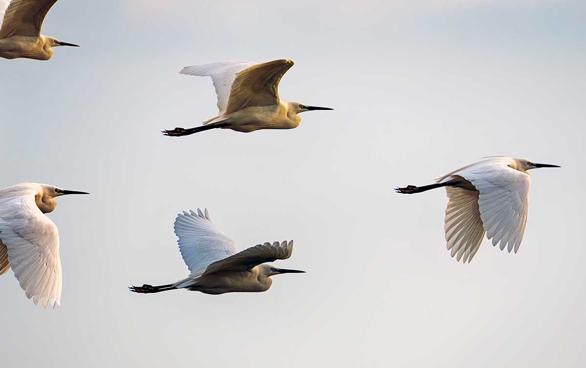 Flock of egrets flying