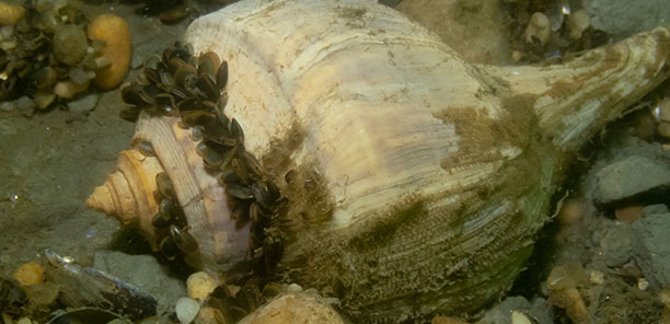 A channeled whelk on the seabed