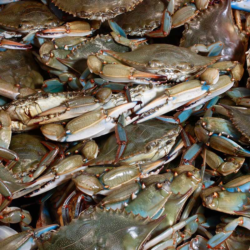 CVOW apoya la industria de la pesca y la pesca de cangrejos en Hampton Roads y se dedica a mantener comunicaciones sólidas a través de Fishery Liasons.